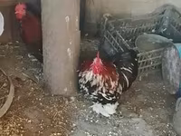 كوشين — الصورة 3