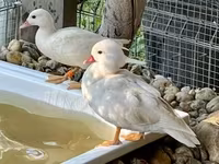 Ducks — fotografija 2
