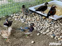 Ducks — foto 4