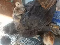 Chickens — 写真 2