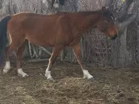Kobyła, Kazakh horse — zdjęcie 4