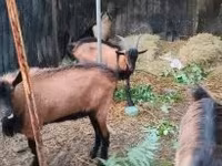 Bode, Cabras — foto 1
