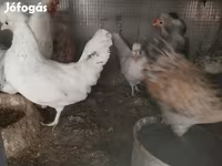 Chickens — foto 1