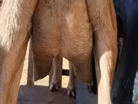 Cabra, Alpine goat — foto 7