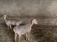 Schaf, Hissar sheep — Foto 2