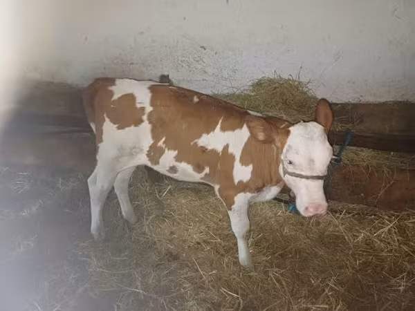 Buqa, Simmental cattle