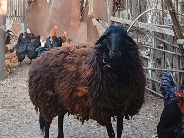 Ovca, Karabakh sheep