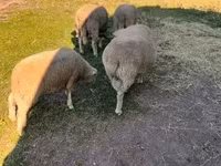 Baran, Owce — zdjęcie 5