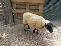 Қошқар, White Suffolk sheep — 5-сурет