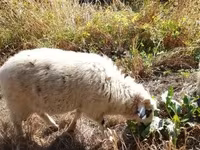 公羊, Racka sheep — 照片 8