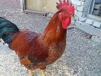 Ayam Cemani — zdjęcie 2