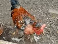 Chickens — fotografija 2