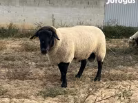 公羊, White Suffolk sheep — 照片 1