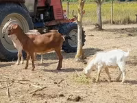 雌ヤギ, Nubian Goat — 写真 3
