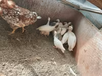 Chickens — 写真 3
