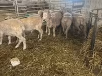 Qoç, Merino sheep — foto 4