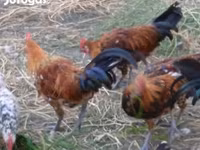 Chickens — फ़ोटो 3