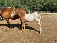 Aygʻir, Appaloosa — 4-rasm