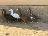 Ducks — الصورة 5