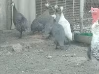 Guinea fowl — zdjęcie 1