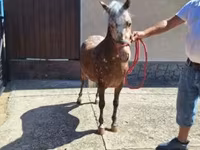 Yegua, Caballos — foto 4