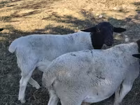 雄羊, Dorper sheep — 写真 1