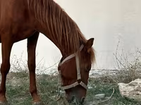 Pastuv, Karabakh horse — fotografija 1