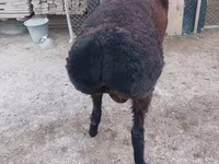 Ram, Tian-Shan semifinewool sheep — photo 3