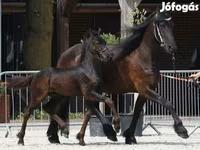 公马, Friesian — 照片 1