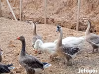 Geese — الصورة 2