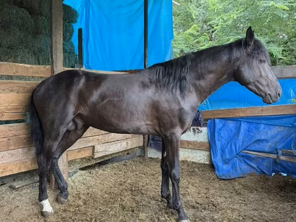 Pastuv, French Trotter