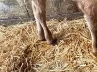 Buqa, Russian Black pied cattle — 2-rasm