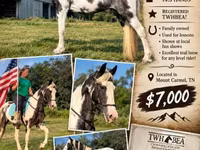 Kobila, Pinto horses — fotografija 1