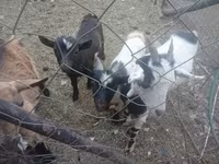 Goats (batch, sex not specified), Goats — photo 1