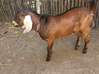 Jarac, Nubian Goat — fotografija 5