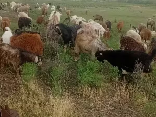 Коза, Кози
