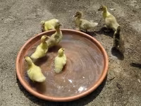 Ducks — photo 5
