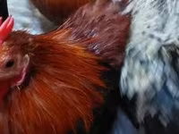 Pekinška bantam — fotografija 7