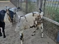Cabro, Nubian Goat — foto 5