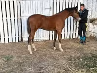Айғыр, Dutch warmblood horse — 5-сурет