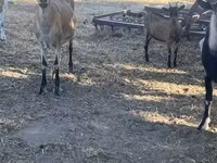 公山羊, Goats — 照片 4
