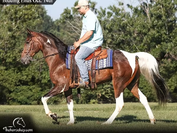 Кінь, Tennessee Walking Horse