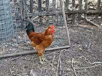 Chickens — zdjęcie 6