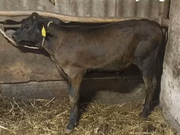公牛, Swiss cattle