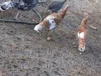 Turkeys — fotografija 1