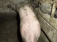 Қабан, Шошқалар — 2-сурет