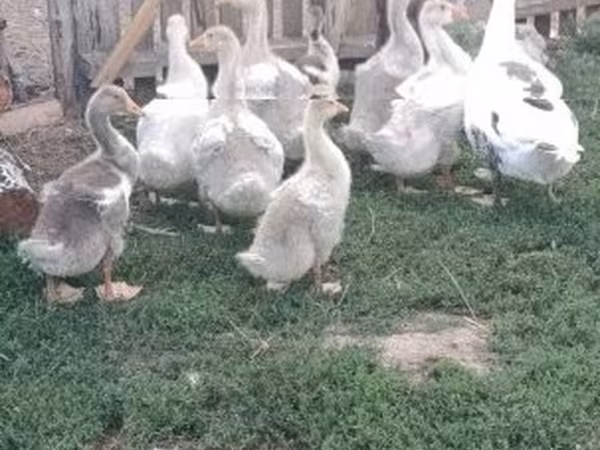 Geese — Węgry
