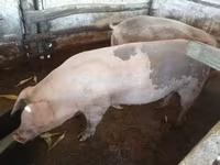 Locha, Świnie — zdjęcie 5