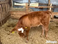 公牛, Cattle — 照片 2