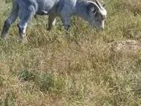 Keçi, Alpine goat — foto 4
